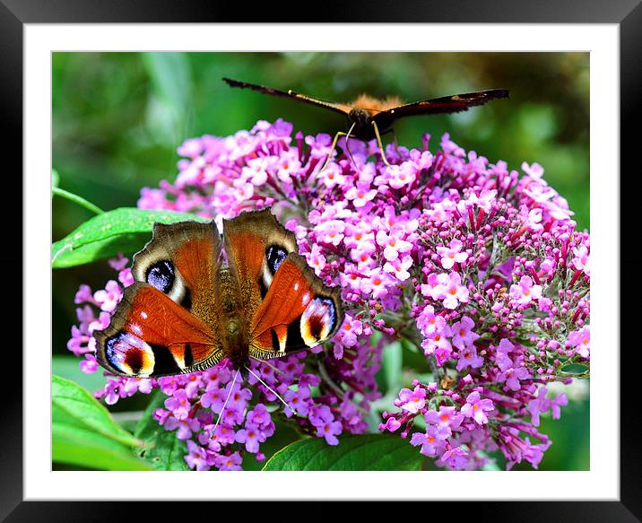 peacock butterfly Framed Mounted Print by nick wastie