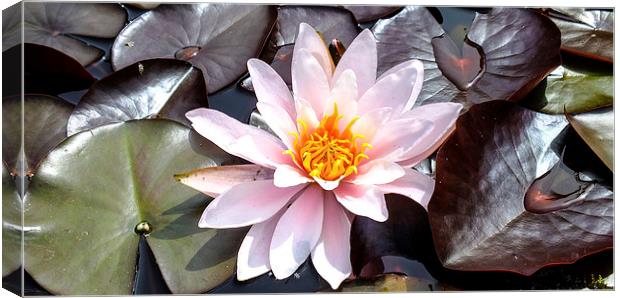 water lilly Canvas Print by nick wastie