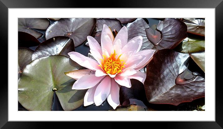water lilly Framed Mounted Print by nick wastie