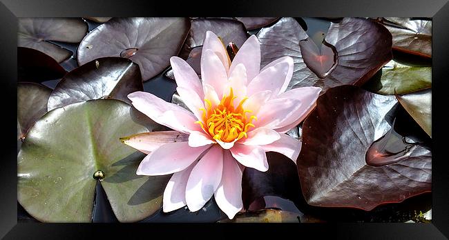 water lilly Framed Print by nick wastie