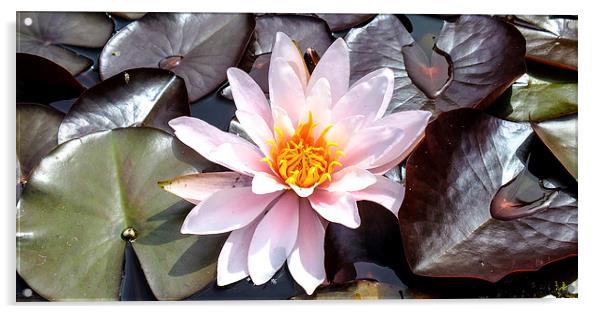 water lilly Acrylic by nick wastie
