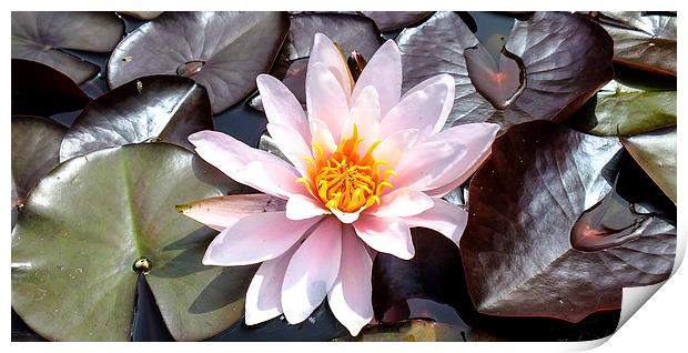 water lilly Print by nick wastie