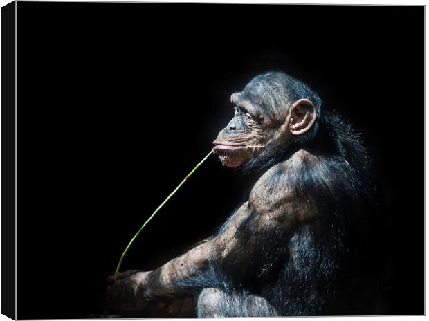 Chimpanzee Canvas Print by Gail Johnson