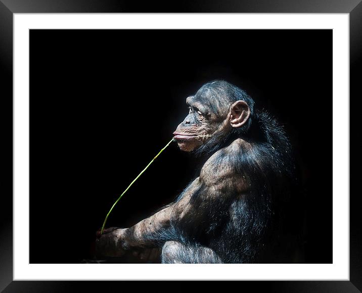 Chimpanzee Framed Mounted Print by Gail Johnson