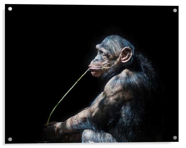 Chimpanzee Acrylic by Gail Johnson