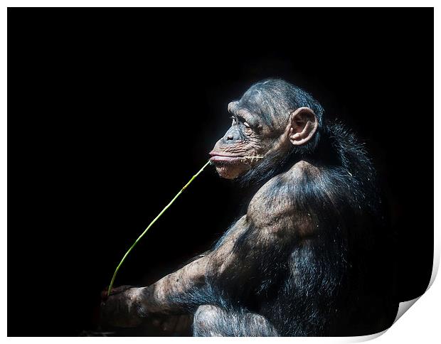 Chimpanzee Print by Gail Johnson