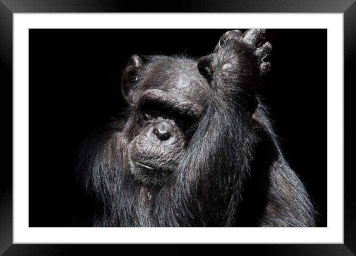 Chimpanzee in a zoo Framed Mounted Print by Gail Johnson