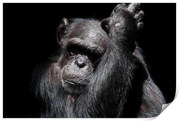 Chimpanzee in a zoo Print by Gail Johnson