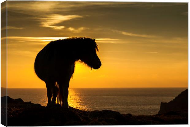 Wild Welsh Pony's Canvas Print by Gail Johnson