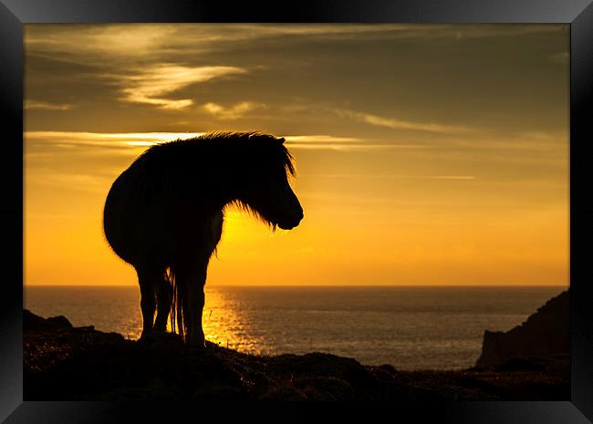 Wild Welsh Pony's Framed Print by Gail Johnson