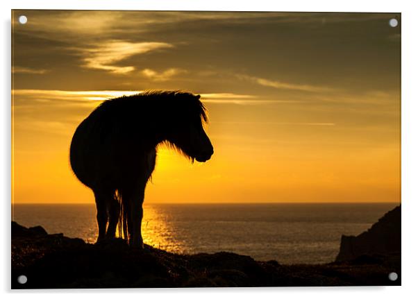 Wild Welsh Pony's Acrylic by Gail Johnson