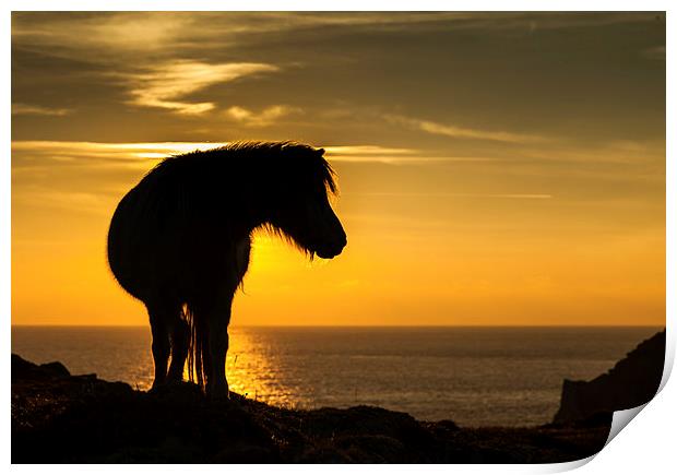 Wild Welsh Pony's Print by Gail Johnson
