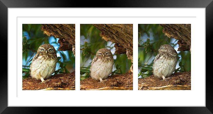 Little Owl Triptytch Framed Mounted Print by Paul Scoullar