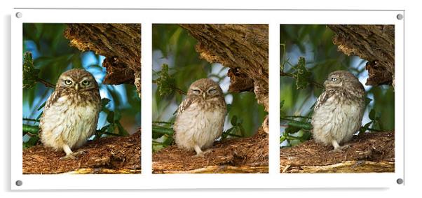Little Owl Triptytch Acrylic by Paul Scoullar