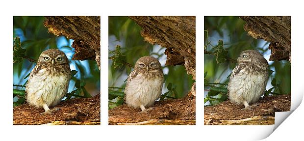 Little Owl Triptytch Print by Paul Scoullar