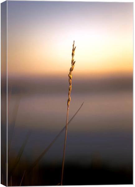 Tranquil Golden Evening Canvas Print by Daniel Rose