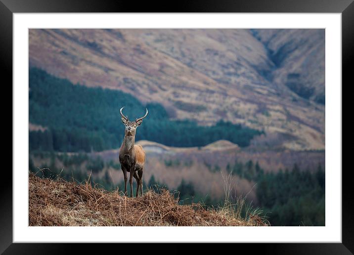 Red Deer Stag in Glen Etive Framed Mounted Print by Tommy Dickson