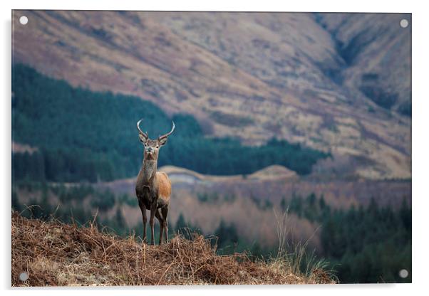 Red Deer Stag in Glen Etive Acrylic by Tommy Dickson