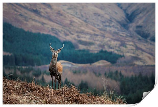 Red Deer Stag in Glen Etive Print by Tommy Dickson