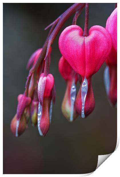 bleeding Heart Print by James Mc Quarrie