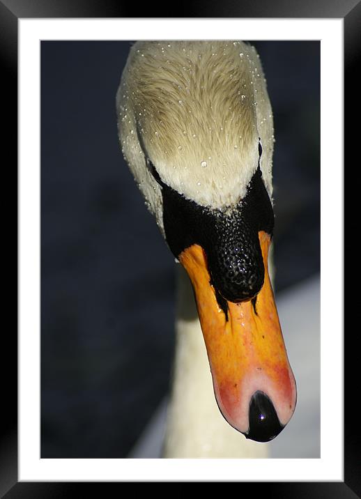 Swan(Cygnus olor) Framed Mounted Print by gary barrett
