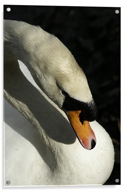 Shy Swan Acrylic by gary barrett