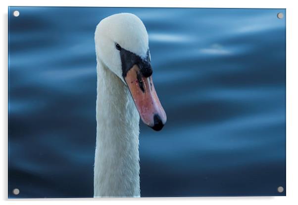 White Swan Acrylic by caroline henderson