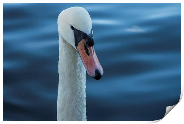 White Swan Print by caroline henderson