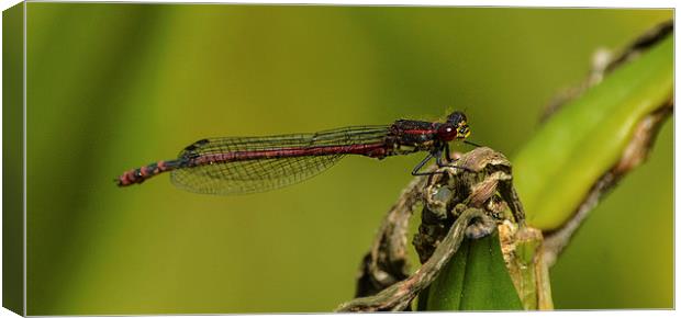 damsel fly Canvas Print by nick wastie