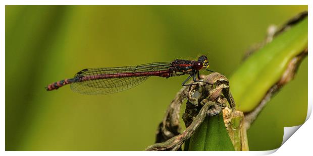 damsel fly Print by nick wastie
