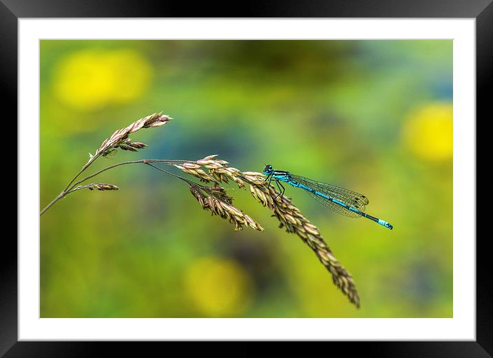 blue damsel Framed Mounted Print by nick wastie