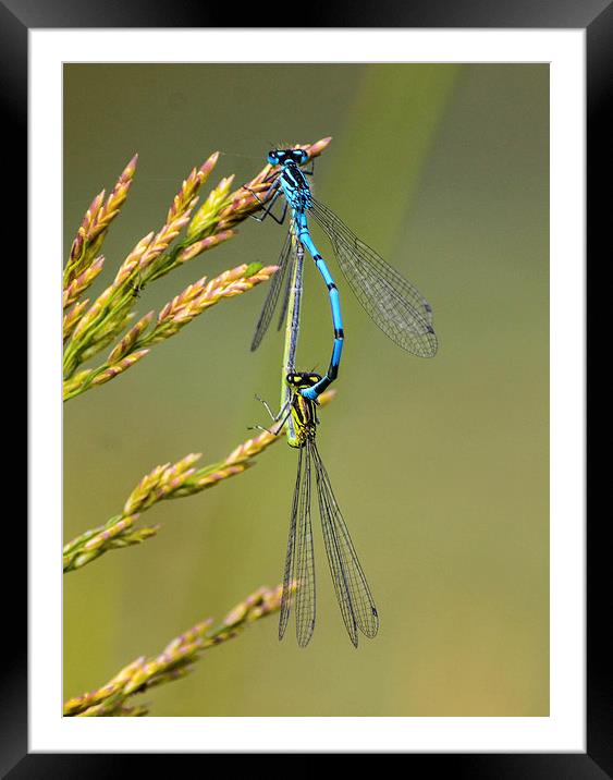 damsel fly Framed Mounted Print by nick wastie