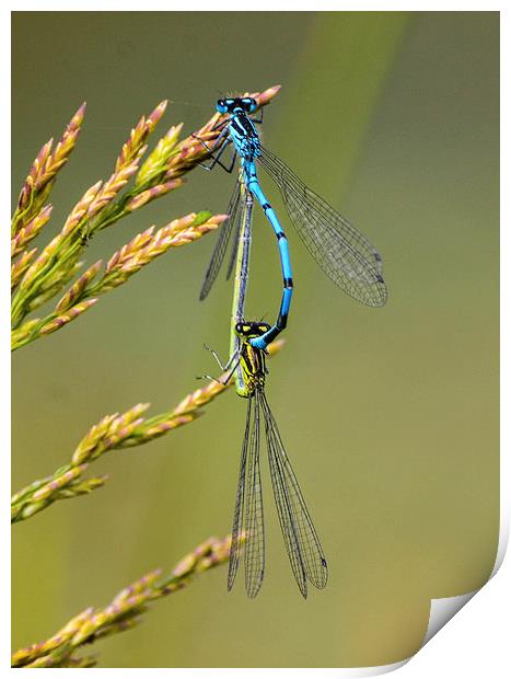 damsel fly Print by nick wastie