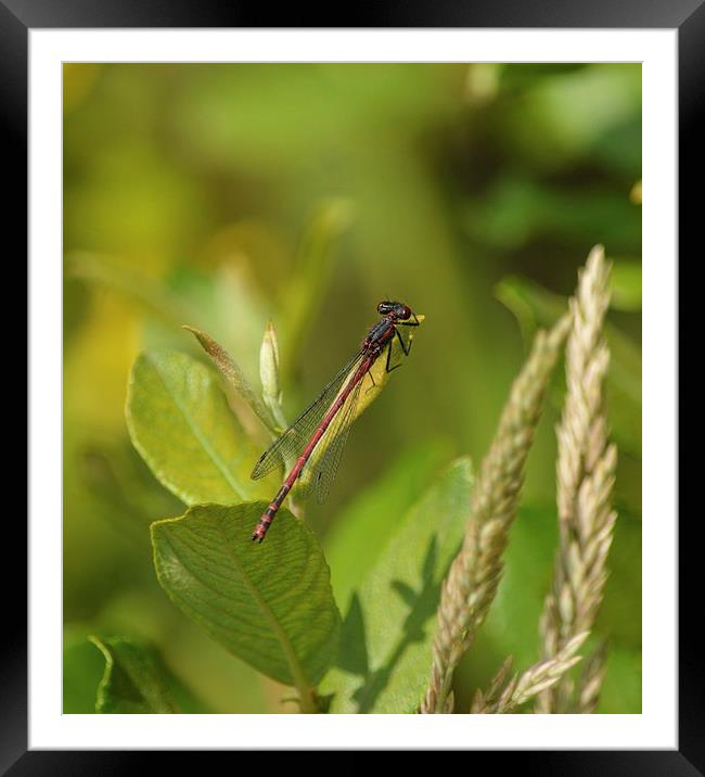 red damsel fly Framed Mounted Print by nick wastie
