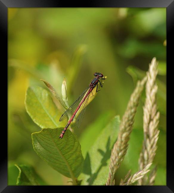 red damsel fly Framed Print by nick wastie