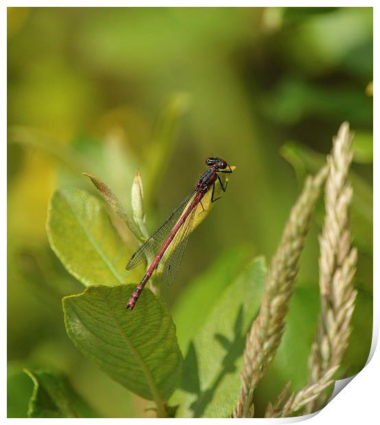 red damsel fly Print by nick wastie