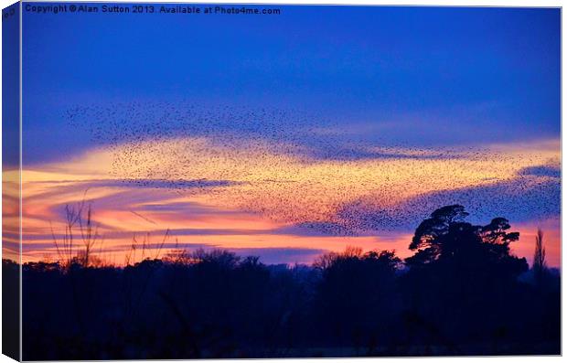Sunset Starling murmuration Canvas Print by Alan Sutton