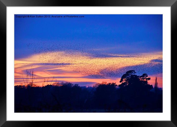 Sunset Starling murmuration Framed Mounted Print by Alan Sutton