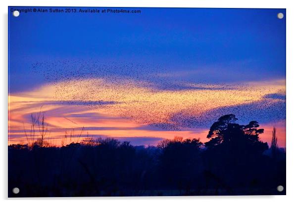 Sunset Starling murmuration Acrylic by Alan Sutton