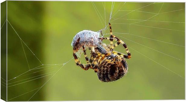 common spider Canvas Print by nick wastie