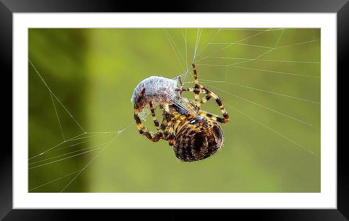 common spider Framed Mounted Print by nick wastie