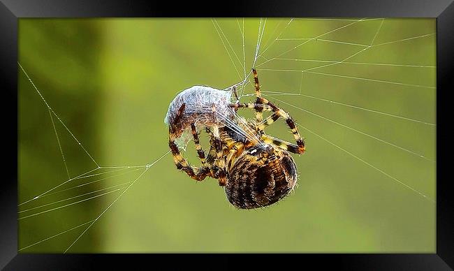common spider Framed Print by nick wastie