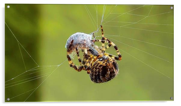 common spider Acrylic by nick wastie