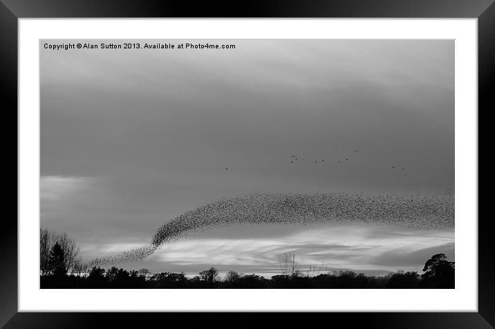 Starling Mrmuration B&W Framed Mounted Print by Alan Sutton