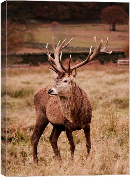 Autumn Stag Canvas Print by Linsey Williams