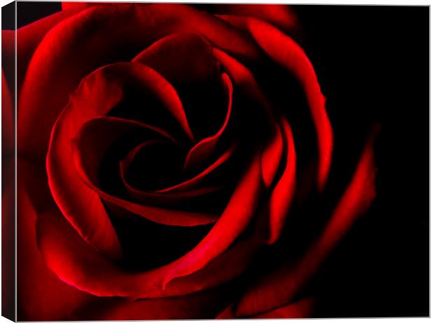 Red Rose on Black Canvas Print by Malcolm Smith