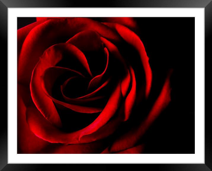 Red Rose on Black Framed Mounted Print by Malcolm Smith