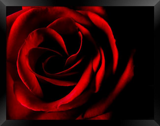 Red Rose on Black Framed Print by Malcolm Smith
