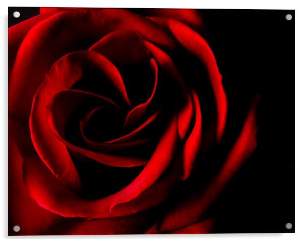 Red Rose on Black Acrylic by Malcolm Smith