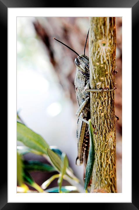 Grasshopper Framed Mounted Print by Luís Barriga